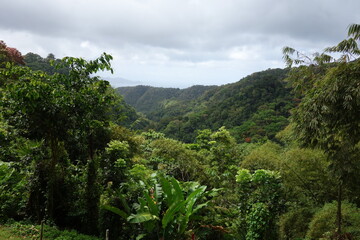 Ile de la Martinique, Jardin de Balata 
