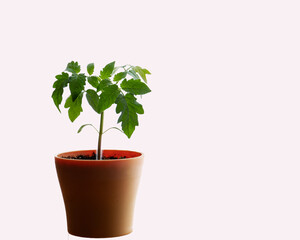 Tomato seedling