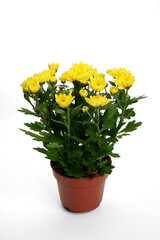 Potted flowering Chrysanthemum plant sample with yellow blossoms, isolated on a white background.The houseplants market offer pattern.