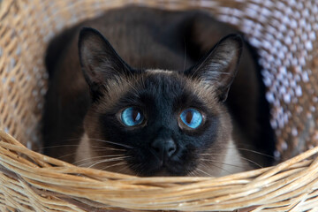 Fototapeta na wymiar Pet animal; siamese cat in the basket
