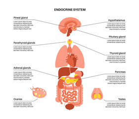Human endocrine system