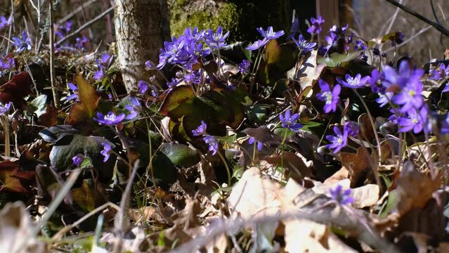 Small wild forest flowers growing in April. First spring flowers. Anemone hepatica or kidneywort.