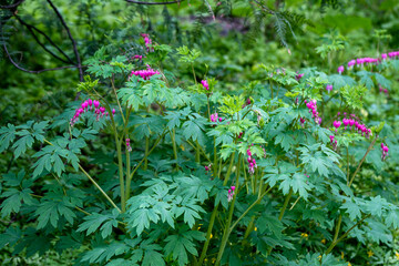 Flowers of a bleeding heart Dicentra Spectabils