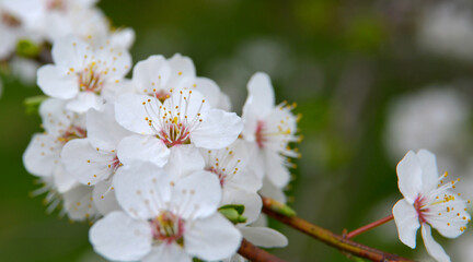 Spring flowers of mirabelle plum