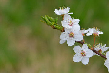 Spring flowers of mirabelle plum