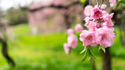 春の花桃