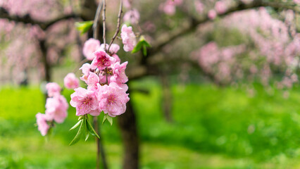 春の花桃