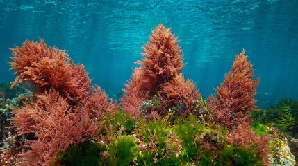 Red and green algae with blue water, underwater colors in the ocean  (mostly Asparagopsis armata and Ulva lactuca seaweeds), eastern Atlantic, Spain - obrazy, fototapety, plakaty