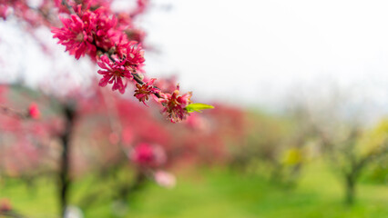 春の花桃