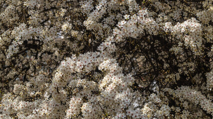 Tree blossom in spring day. Bush with white blossom
