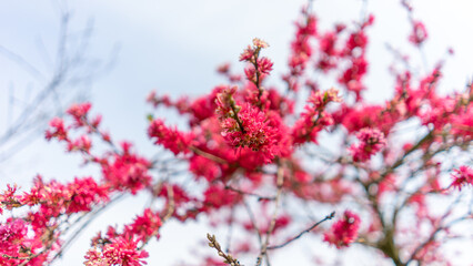 春の花桃