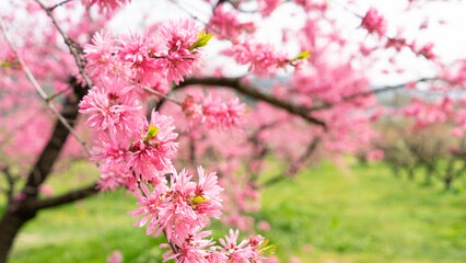 春の花桃