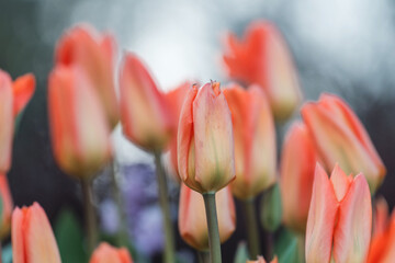 Tulip