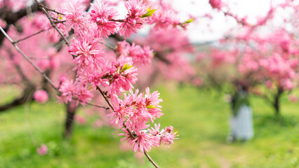 春の花桃