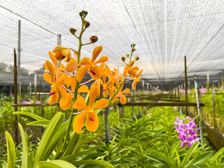 Images of Orchids farms