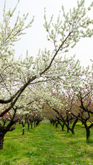 春,スプリング,spring,日本,japan,和,花, とぶ, ピンク, 木, 全盛期, 自然, 花, 咲く, 植える, 庭, ブランチ, 美しさ, すごい, リンゴ, アップ, サクランボ, 白, 季節, マクロ, 美しい, つぼみ, サマータイム, 植物, フローラル,花もも