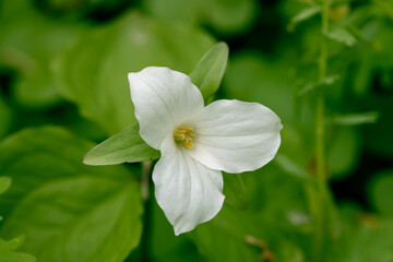 Trillium grandiflorum Snowbunting blossoms in the garden in spring