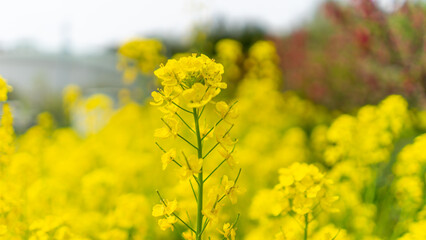 春の菜の花