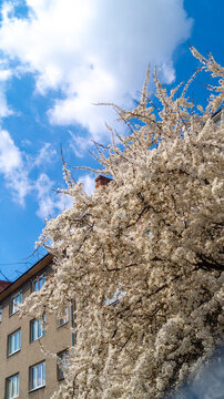 Tree blossom in sunny spring day. Yellow and white bloosom. Blossom and clear sunny sky