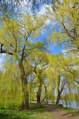 Blooming weeping willow © Leszek