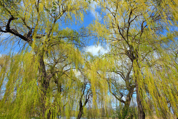 Blooming weeping willow © Leszek