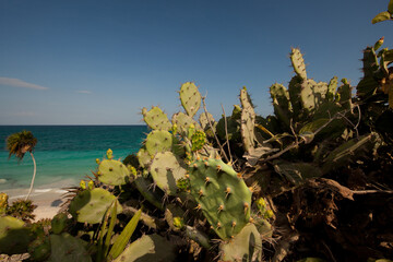 メキシコ・ユカタン半島にあるトゥルム遺跡内の景色、カリブ海とサボテンと椰子の木