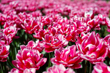 Background of red tulips.