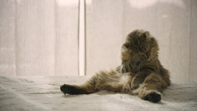 A young highland lynx cat licks its belly. The sly house cat washes. The kitten licks its lips after eating and washes with its paw. 