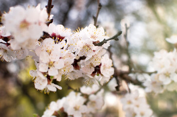 a branch of a blooming apricot