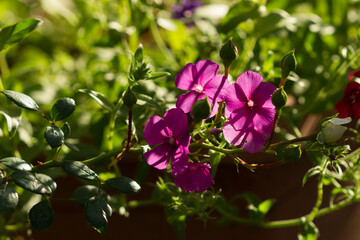 The garden phlox (lat. Phlox paniculata), of the family Polemoniaceae. Central Russia.