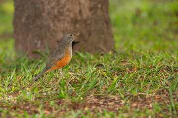 Brazilian Orange thrush (Turdus rufiventris ). A typical Brazilian bird with harmonious and very beautiful song. Selective focus. Sabiá laranjeira in portrait