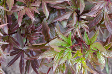 closeup spring peonies of red bordo leaves leaf pattern wallpaper