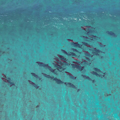 delfines