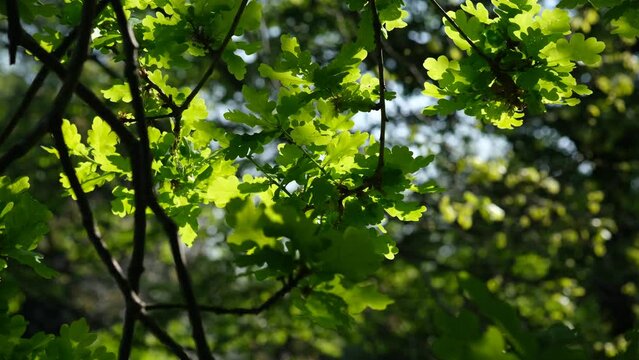 Oaktree brunches in daylight. Green oak leaves on a branch. The foliage of the trees against the blue sky. Spring oak leaves in sunlight. Spring oak leaves on a dark background. Tree branches 