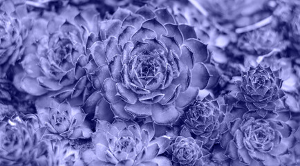 Very pery, the color ofthe year 2022, beatiful echeveria is a stone rose, a plant of the succulent...