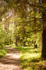 ecology path in a pine forest on a bright sunny day