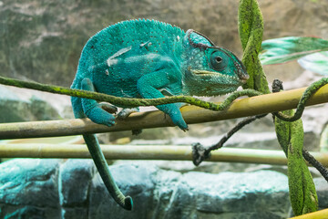chameleon on a branch
