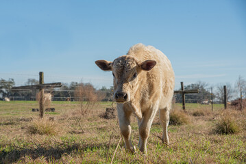 Calf in the pasture
