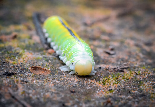 Birch Sawfly, Cimbex femoratus caterpillar crawls along the ground towards the camera