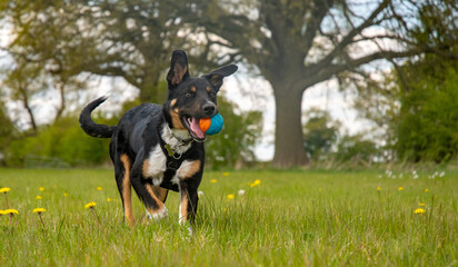 Border Collie running in a field of grass with his ball - 500795521