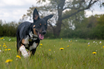 Border Collie running in a field of grass  - 500795524
