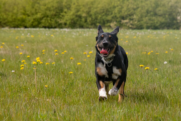 Border Collie running in a field of grass  - 500795525