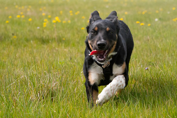 Border Collie running in a field of grass  - 500795532