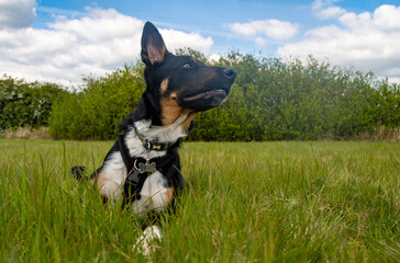 Border Collie resting in a field of grass, portrait - 500795536
