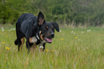 Border Collie running in a field of grass  - 500795541