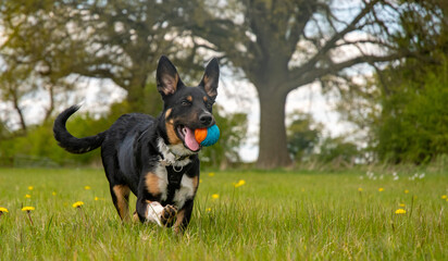 Border Collie running in a field with his ball  - 500795548