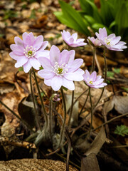 spring crocus flowers