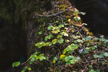 clover growing on roots strewn with needles