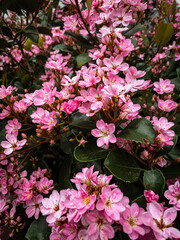 pink and white flowers