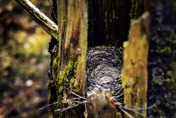 bird's nest in a broken tree in the forest